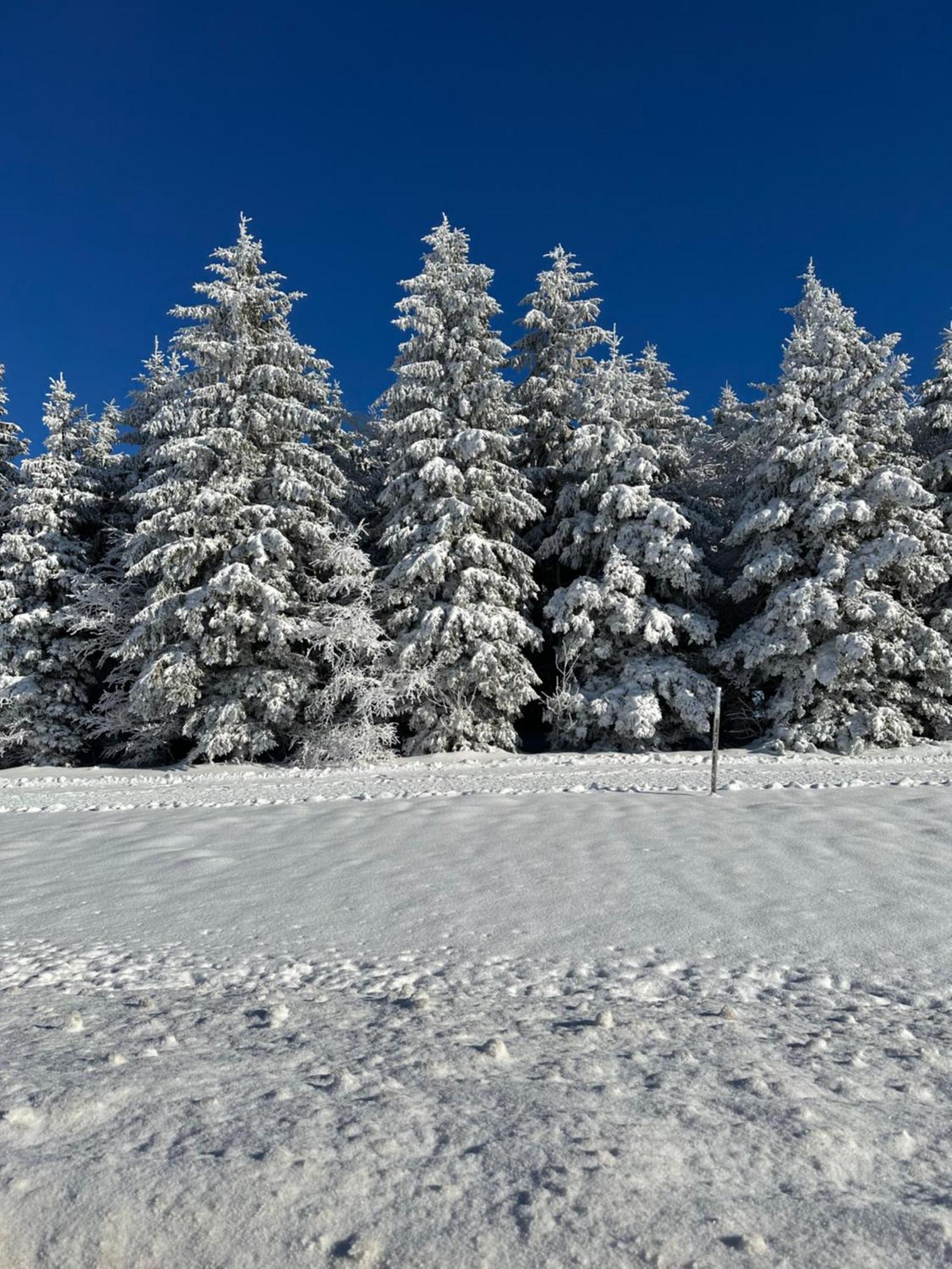 Bollenlodge - Ferienwohnung Mit Ausblick Und Top Lage Todtnau Zewnętrze zdjęcie